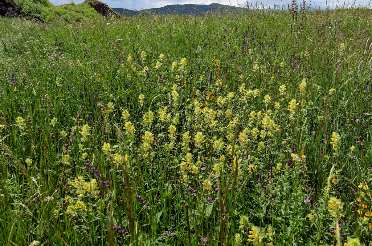 Image of genus Rhinanthus specimen.