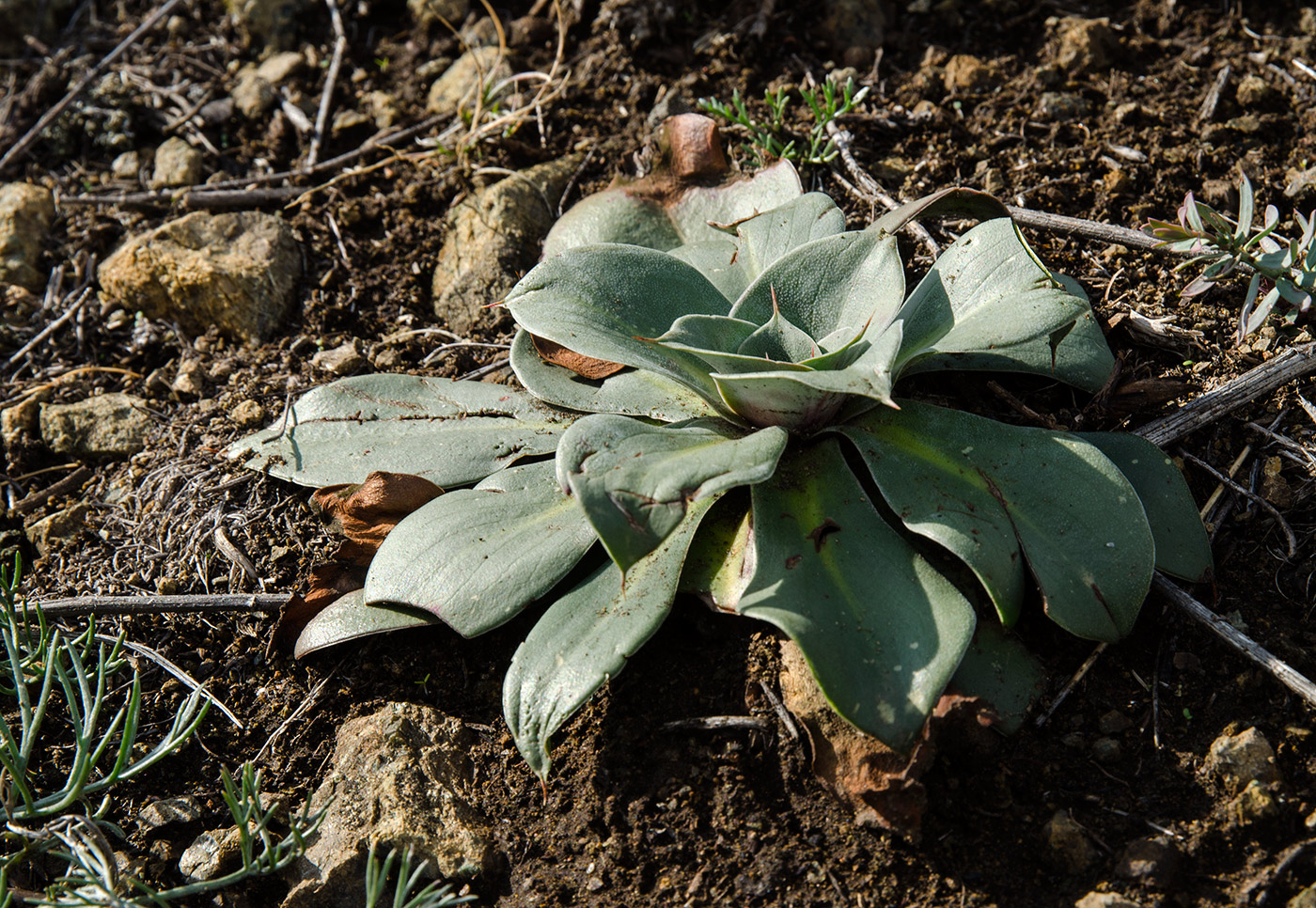 Изображение особи Goniolimon speciosum.