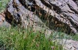 Kobresia stenocarpa. Цветущие растения в сообществе с Poaceae. Киргизия, Ошская обл., Памир, Заалайский хр., долина р. Ачик-Таш, ≈ 3600 м н.у.м., каменистый участок альпийского луга. 07.07.2022.