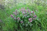 Lamium maculatum. Цветущее растение в окружении отцветающей Prunus spinosa. Краснодарский край, м/о город-курорт Геленджик, окр. с. Кабардинка, хр. Маркотх, обочина гребневой дороги. 13.04.2024.