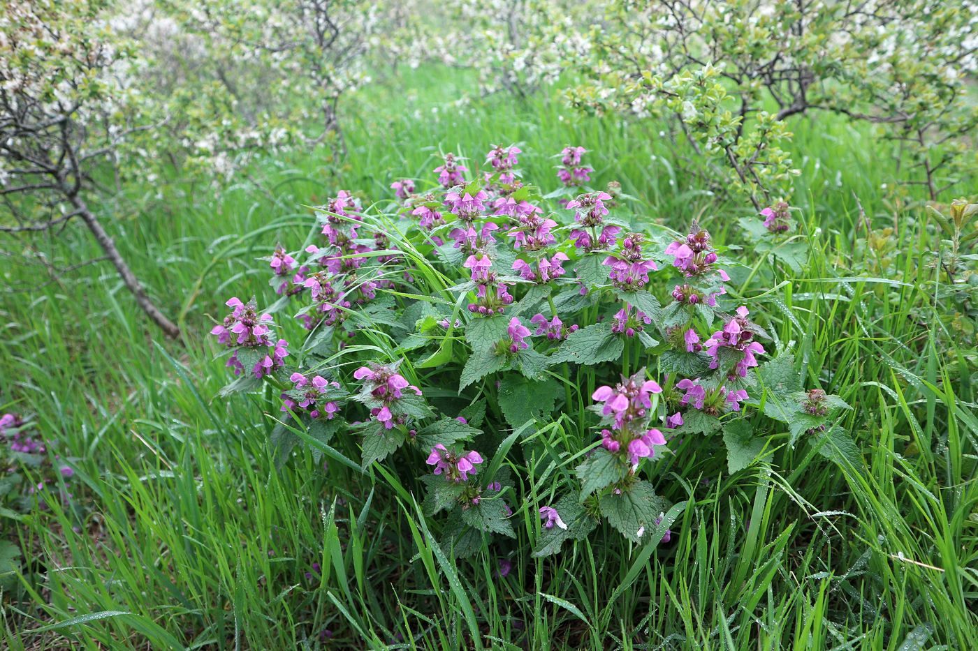 Изображение особи Lamium maculatum.