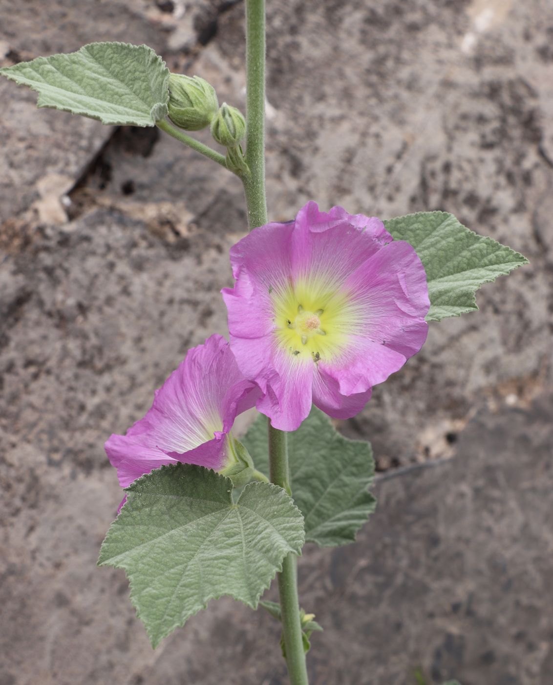 Image of Alcea rhyticarpa specimen.