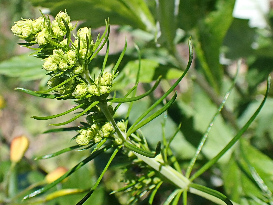 Изображение особи род Galium.