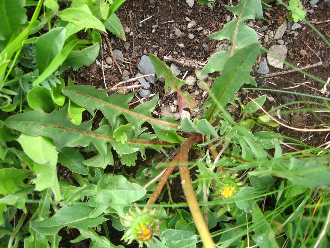 Image of Taraxacum tenuisectum specimen.