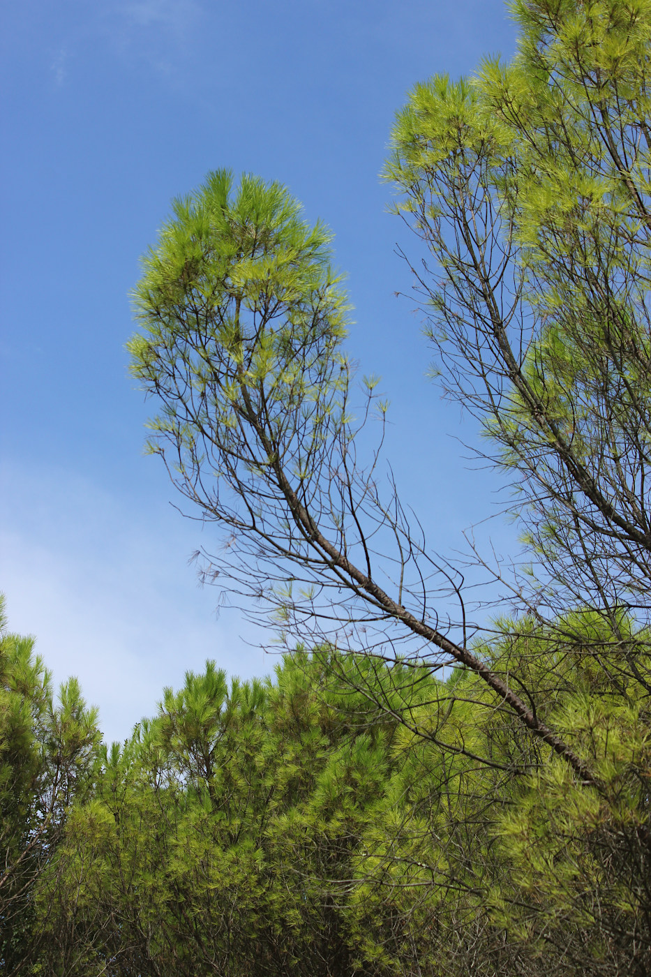 Image of Pinus pinea specimen.
