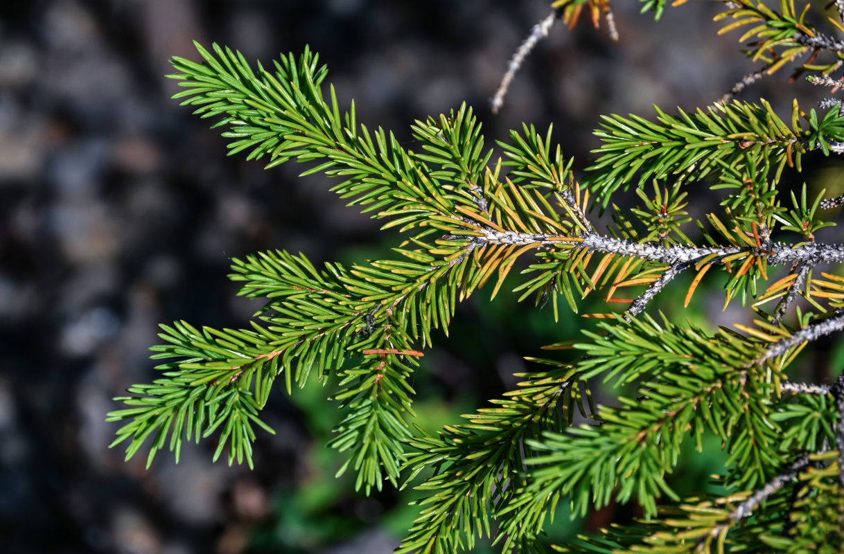 Image of Picea obovata specimen.