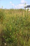 Salix pentandra