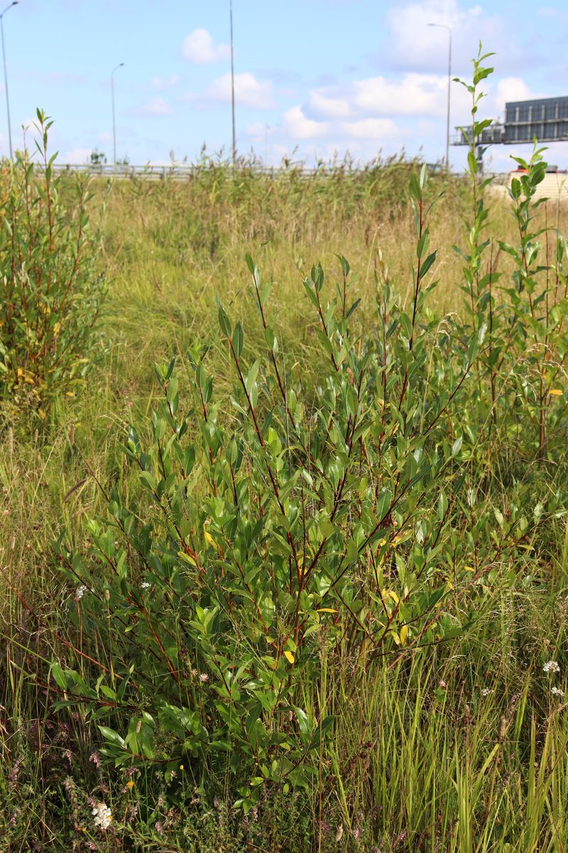Image of Salix pentandra specimen.