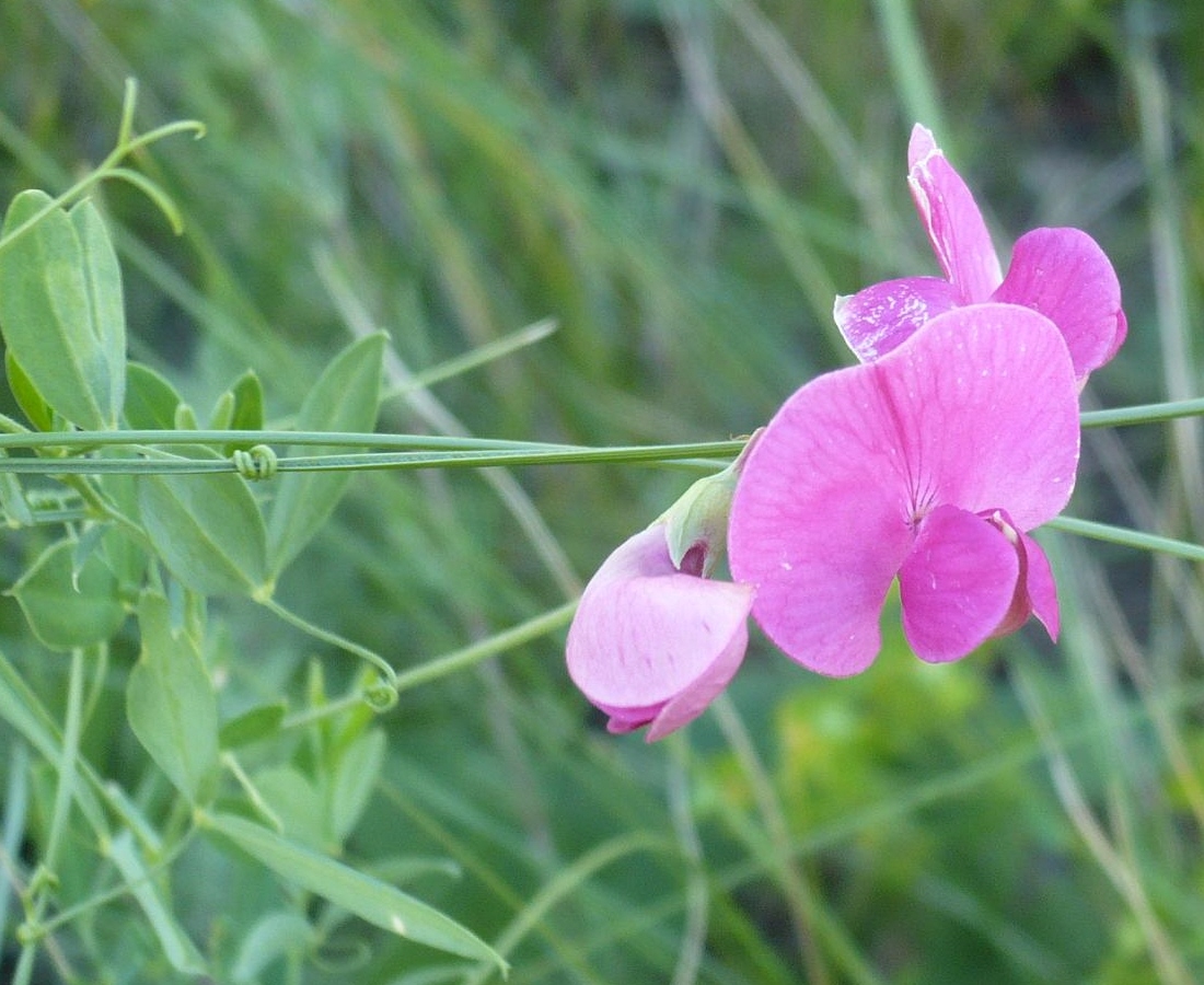 Image of Lathyrus tuberosus specimen.