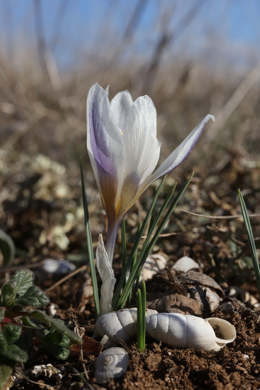 Image of Crocus tauricus specimen.