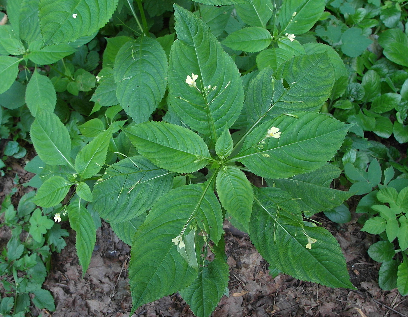 Изображение особи Impatiens parviflora.