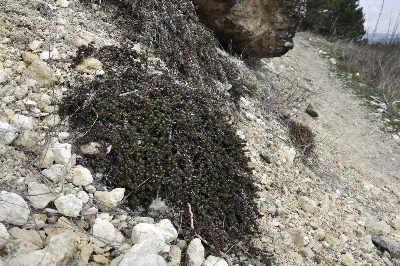 Image of Cruciata taurica specimen.