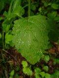 Lapsana communis