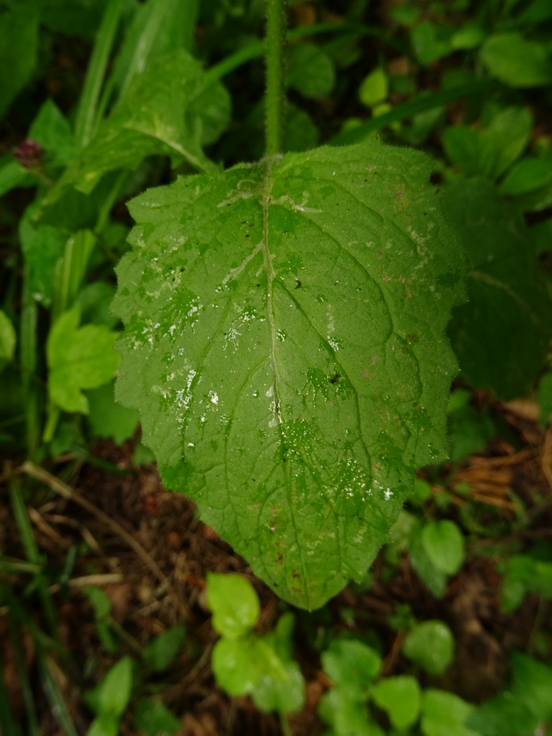 Image of Lapsana communis specimen.