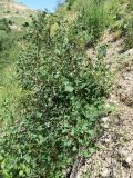 Lonicera altmannii