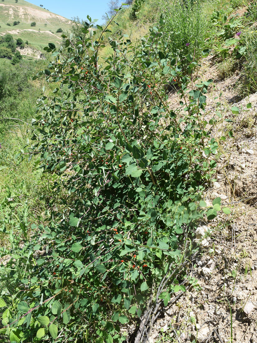 Image of Lonicera altmannii specimen.