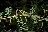 Indigofera heterantha