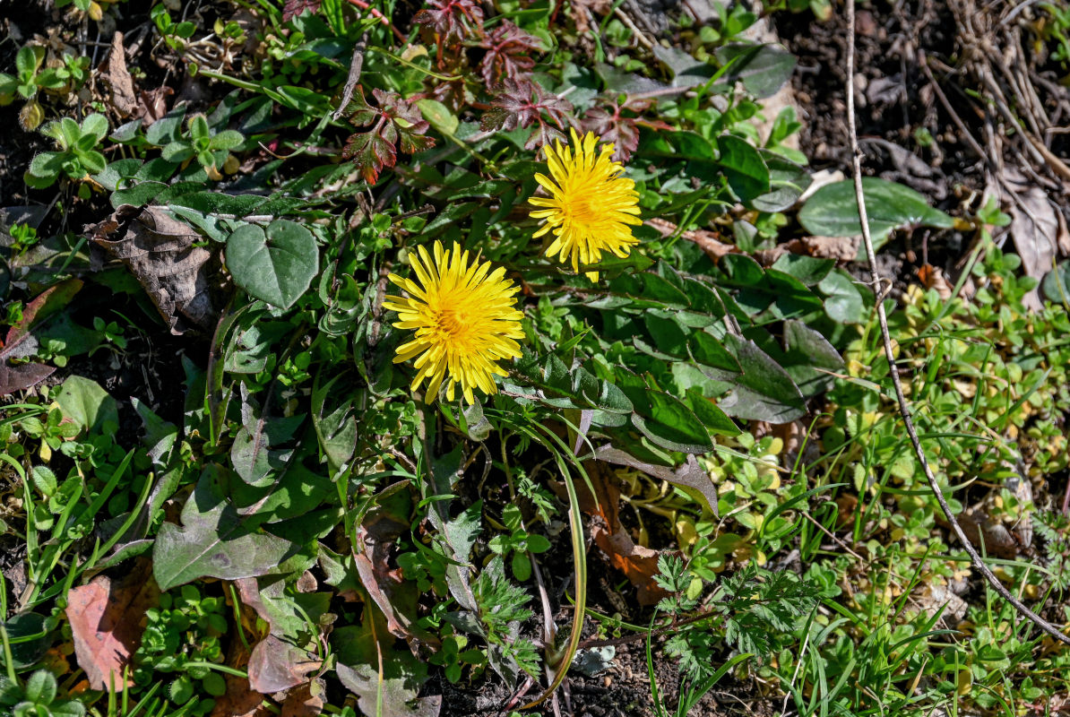 Image of Taraxacum officinale specimen.