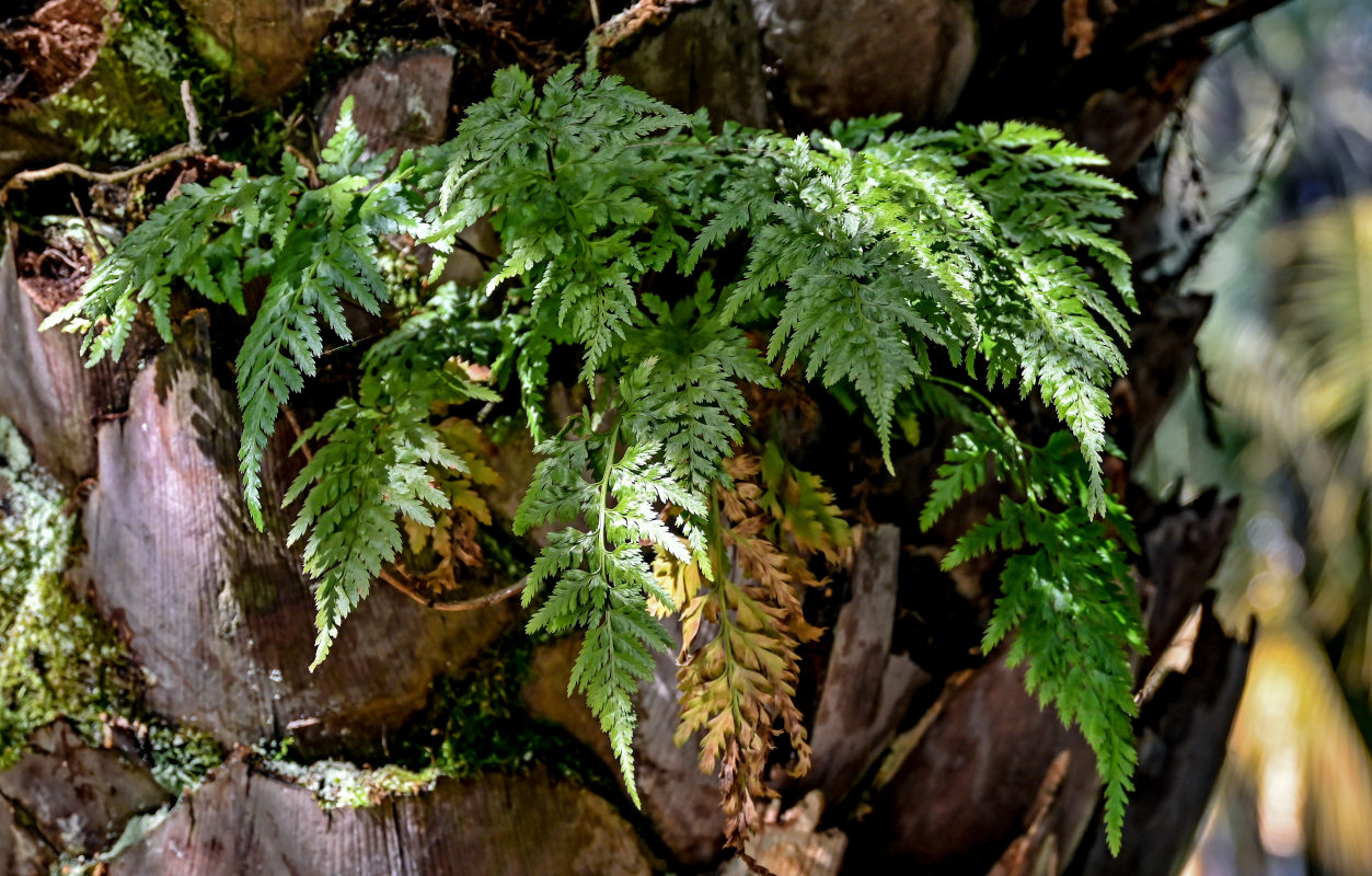 Image of Asplenium adiantum-nigrum specimen.