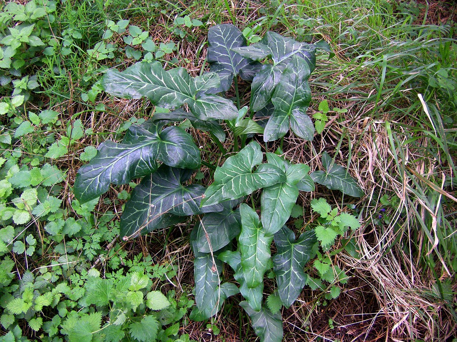 Image of Arum italicum specimen.