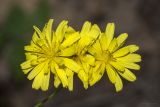 Crepis pulchra