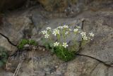 Saxifraga adenophora