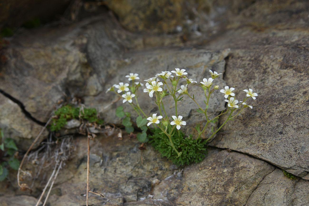 Image of Saxifraga adenophora specimen.