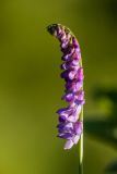 Vicia cracca. Соцветие. Краснодарский край, Отрадненский р-н, окр. хут. Ильич, балка Сухая 2-я, луг на опушке лиственного леса. 12.06.2025.