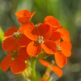Erysimum croceum