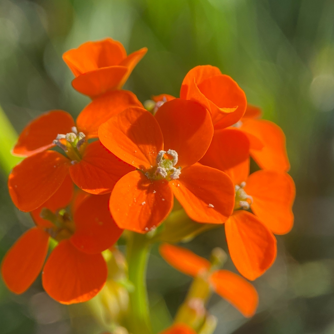 Изображение особи Erysimum croceum.