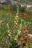 genus Verbascum