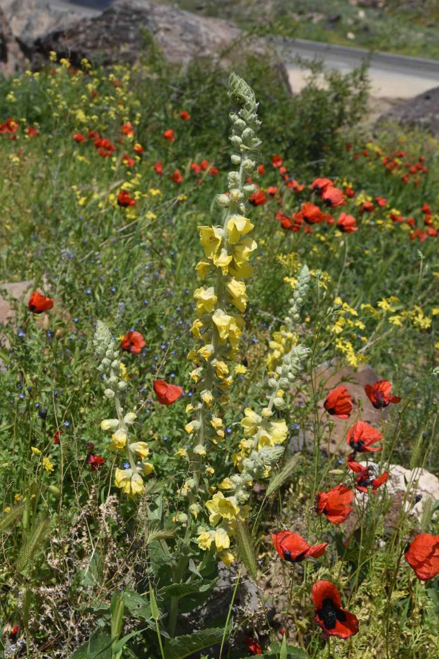 Изображение особи род Verbascum.