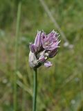 Allium maximowiczii. Верхушка побега с разворачивающимся соцветием. Хабаровский край, г. Комсомольск-на-Амуре, дол. ручья Тёплый ключ, зарастающий пустырь. 27.06.2025.