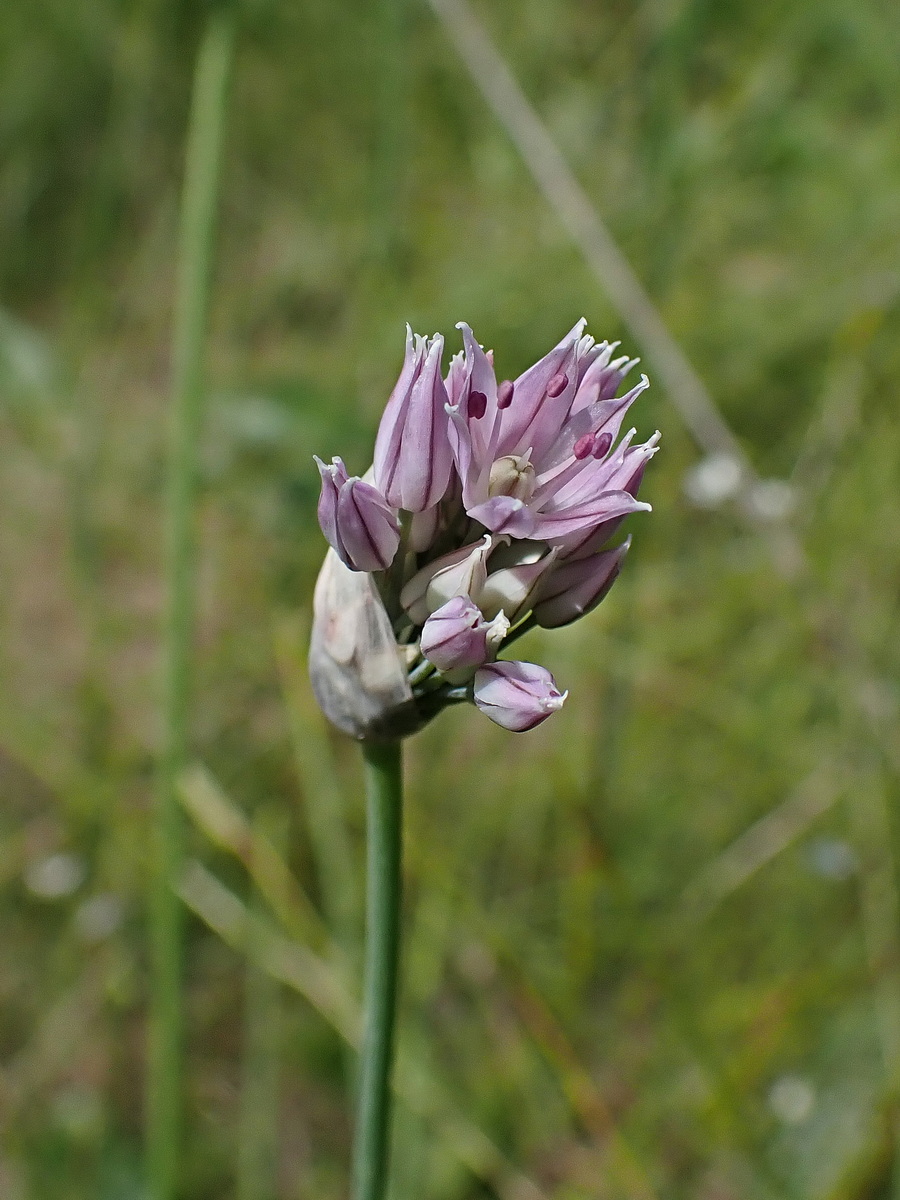 Изображение особи Allium maximowiczii.