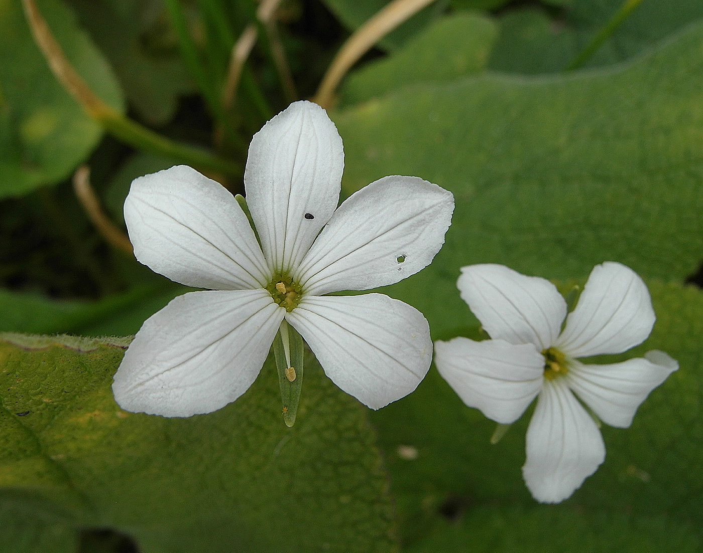 Изображение особи Parnassia laxmannii.