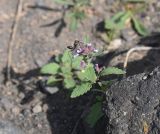 unknown species. Верхушка цветущего растения. Турция, ил Агры, окр. с. Чевирме, западный склон горы Арарат, на тропе. 20 мая 2025 г.