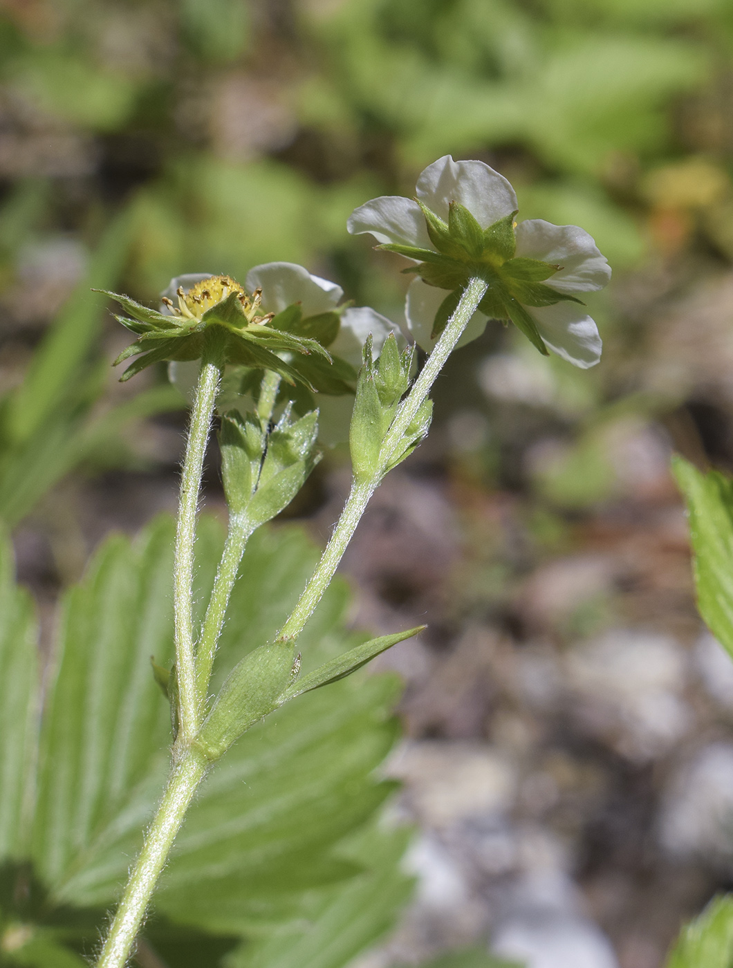 Image of Fragaria vesca specimen.
