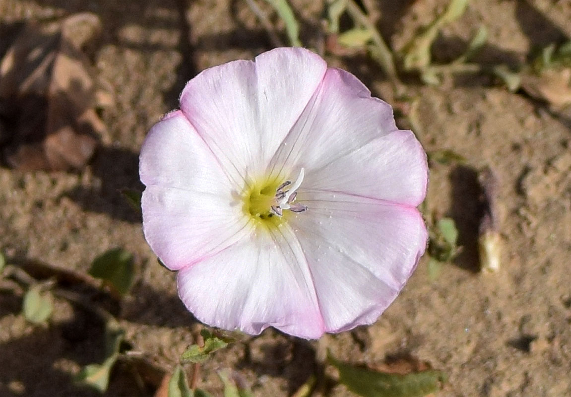 Изображение особи Convolvulus arvensis.
