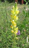 Linaria ruthenica