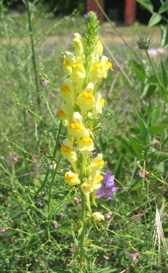 Изображение особи Linaria ruthenica.