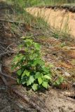 Betula pendula. Молодые растения с божьей коровкой на листе. Витебская обл., окр. дер. Сурмино, оз, сухой кустарничково-зеленомо-лишайниковый сосняк на песке, зарастающая вырубка. 14.06.2025.