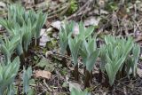 Allium rosenbachianum