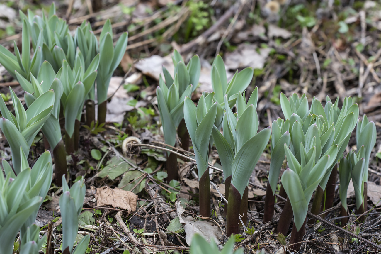 Изображение особи Allium rosenbachianum.