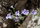 genus Campanula. Соцветие. Турция, пров. Мугла, р-н Даламан, округ Капукаргын, п-ов Капыдаг, бухта Клеопатры (Hamam Koyu), скальное обнажение. 05.05.2025.