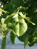Juglans regia
