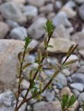 род Salix. Верхушка веточки с молодыми листьями и мужскими соцветиями. Кабардино-Балкария, Эльбрусский р-н, западная часть котловины оз. Донгуз-Орун, осушенный участок озера. 18 июня 2025 г.