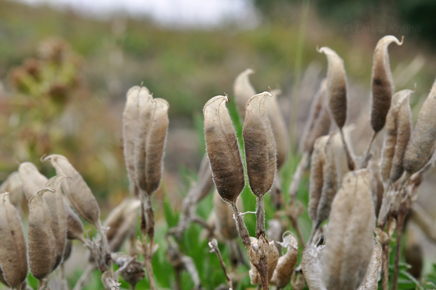 Image of familia Fabaceae specimen.