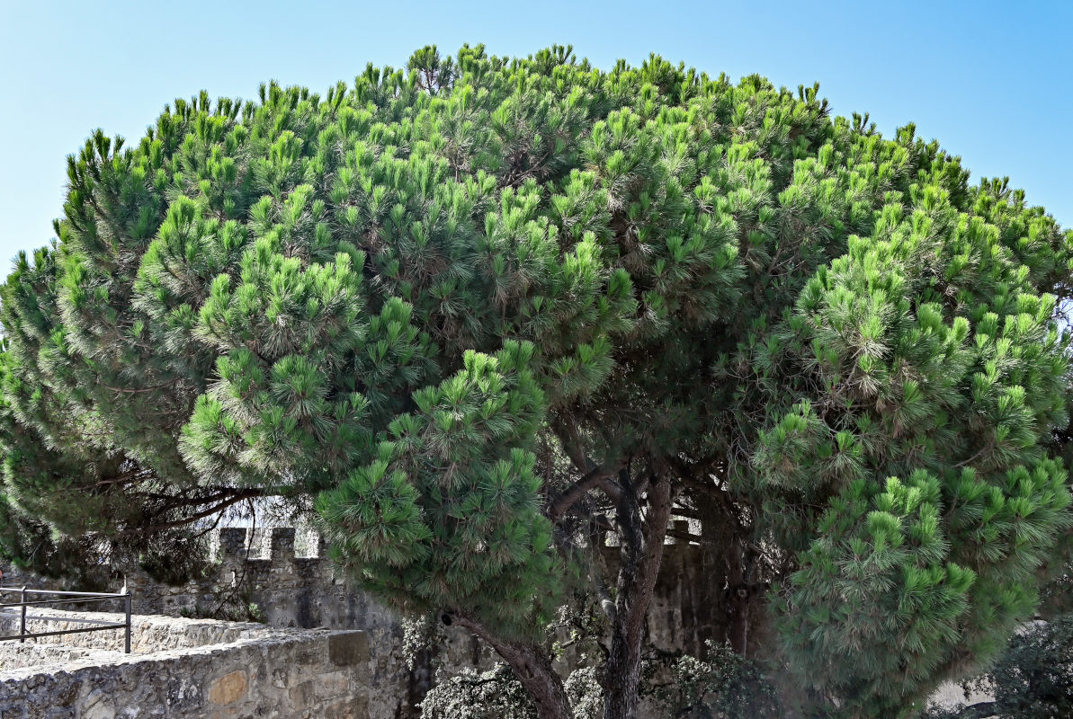 Изображение особи Pinus pinea.