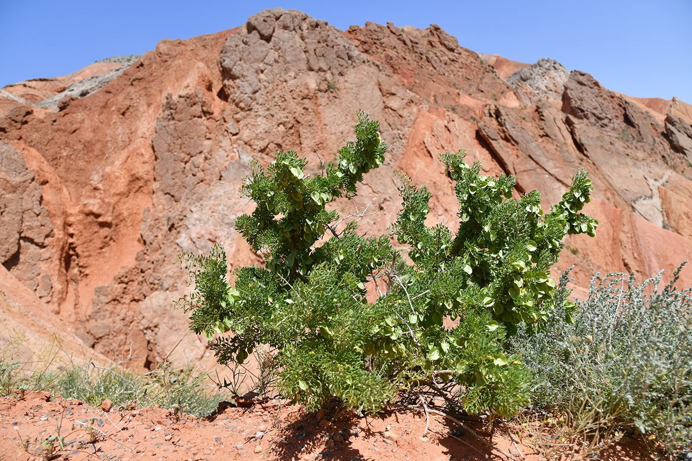 Image of Zygophyllum ferganense specimen.