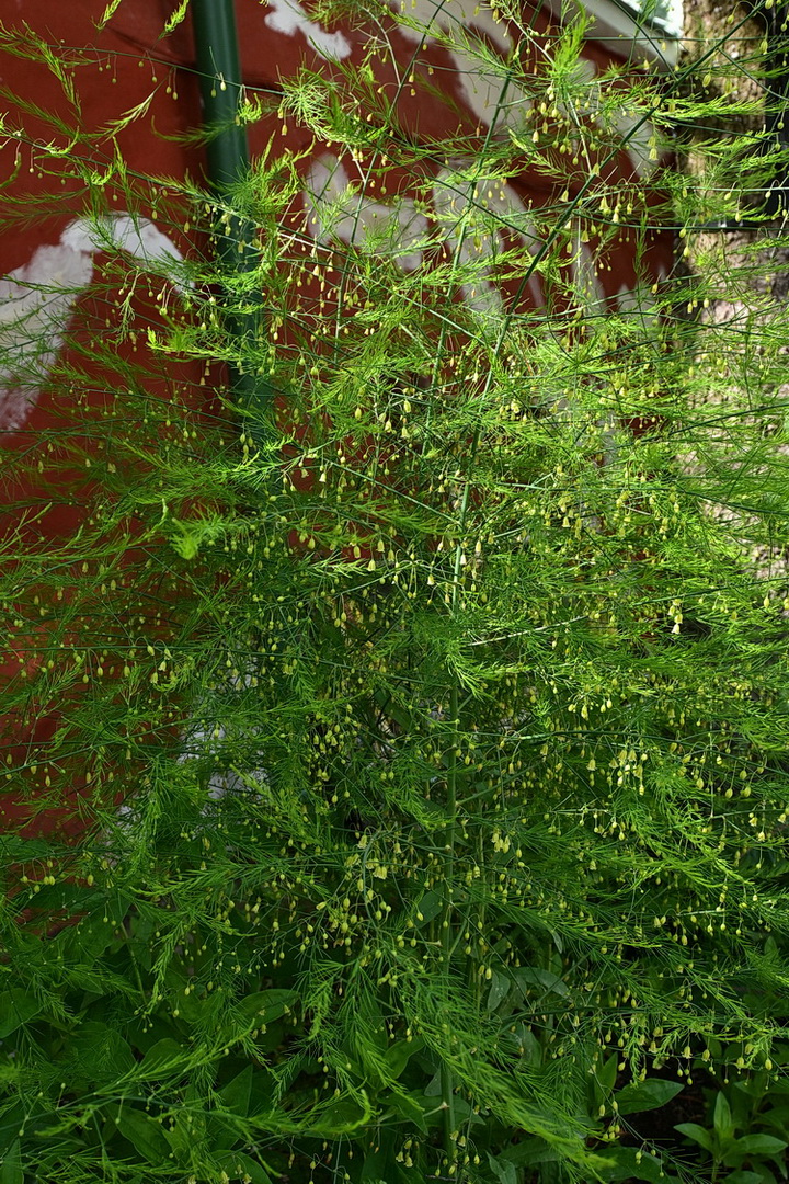 Изображение особи род Asparagus.